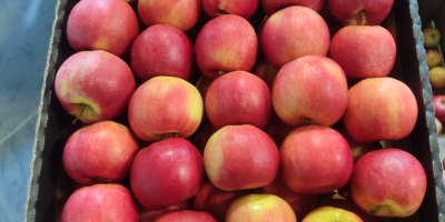 Sprzedam idareta 65+ ilość tirowe oraz goldena