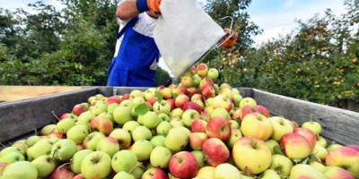 Możemy zaoferować 50-200 ton różnych odmian jabłek na sok!