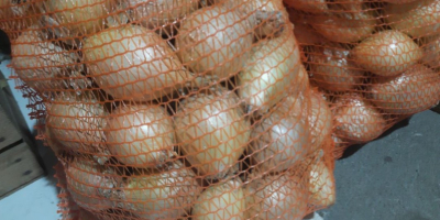 Sprzedam cebulę cukrową odmiany Exhibition z tegorocznych zbiorów. -