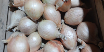 Sprzedam cebulę cukrową odmiany Exhibition z tegorocznych zbiorów. -