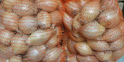 Sprzedam cebulę cukrową odmiany Exhibition z tegorocznych zbiorów. -