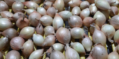 Sprzedam cebulę cukrową odmiany Exhibition z tegorocznych zbiorów. -