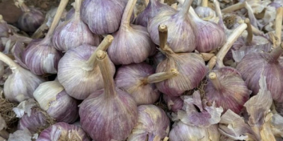 Nazywam się Nurlybek i reprezentuję firmę KZ EXPORT. Z