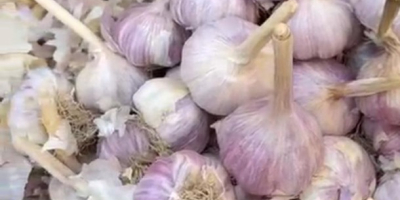 Nazywam się Nurlybek i reprezentuję firmę KZ EXPORT. Z