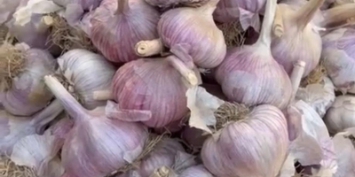 Nazywam się Nurlybek i reprezentuję firmę KZ EXPORT. Z