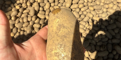 Sprzedam ziemniaki jadalne z badaniami fitosanitarnymi queen Anna ,