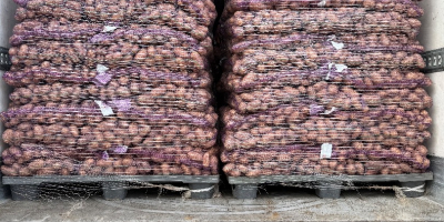 Sprzedam ziemniaki jadalne z badaniami fitosanitarnymi queen Anna ,