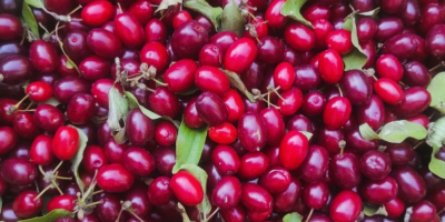 Sprzedam 200 kg derenia odmiany Juliusz (Cornus mas Juliusz)