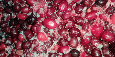 Sprzedam 200 kg derenia odmiany Juliusz (Cornus mas Juliusz)