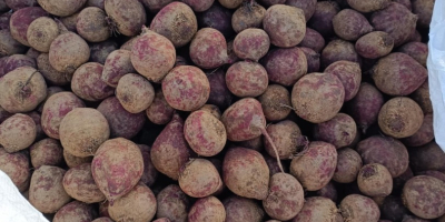 Sprzedam burak czerwony odmiany Monty. Towar marketowy po koszu