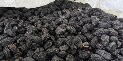 Suszone śliwki Stanley, wyprodukowane w Mołdawii. Duże, niekalibrowane, bez