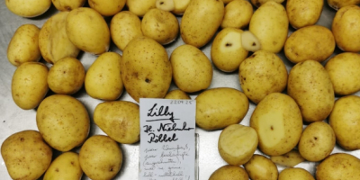 Sprzedam duże ziemniaki odmiany Lilly. Dostarczane ciężarówkami, bezpośrednio z