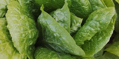 Dobrej jakości sałata rzymska (odmiany Isasa i lodowa). Cena