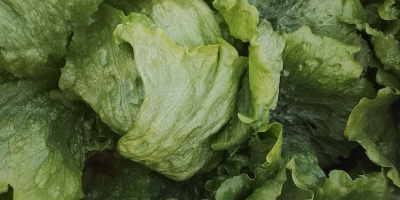 Dobrej jakości sałata rzymska (odmiany Isasa i lodowa). Cena