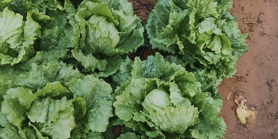 Dobrej jakości sałata rzymska (odmiany Isasa i lodowa). Cena