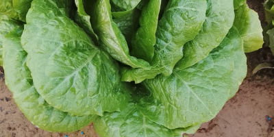 Dobrej jakości sałata rzymska (odmiany Isasa i lodowa). Cena