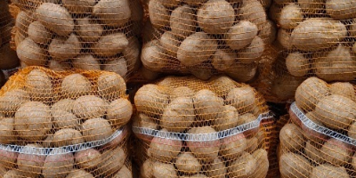 Sprzedam ziemniaki jadalne odmiany Vineta z gospodarstwa. Cena hurtowa