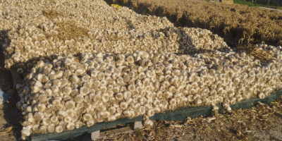 125000 cebulek w pęczkach po 25 szt. w woreczkach