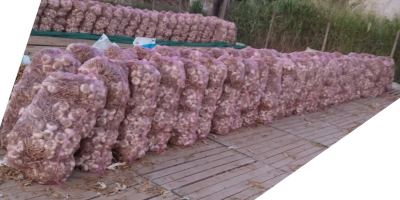 125000 cebulek w pęczkach po 25 szt. w woreczkach