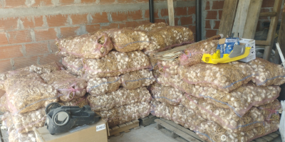 125000 cebulek w pęczkach po 25 szt. w woreczkach