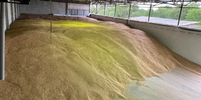 Sprzedajemy ekologiczny orkisz łuskany o wadze 2025 g w