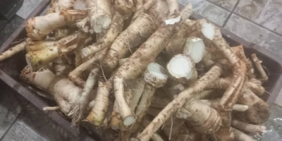 Chrzan domowy na sprzedaż W korzeniach W słoikach