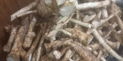 Chrzan domowy na sprzedaż W korzeniach W słoikach