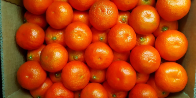 Szanowni Państwo, Jesteśmy egipską firmą handlową i outsourcingową. Nasz