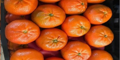 Szanowni Państwo, Jesteśmy egipską firmą handlową i outsourcingową. Nasz