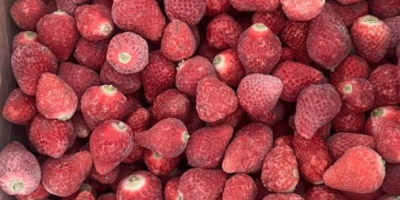 Mrożone truskawki z Kirgistanu (IQF) Nasze mrożone truskawki pochodzą