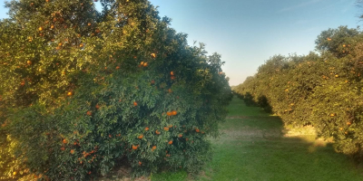 Z przyjemnością oferujemy najwyższej jakości świeże pomarańcze prosto z