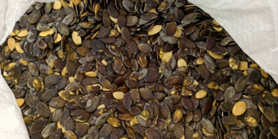 Sprzedam pestki dyni gleisdorfer