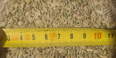 Nasiona kopru włoskiego o czystości 99,5% EXW Bułgaria na