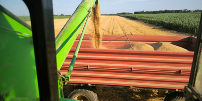 Sprzedam 100 ton pszenicy, klasa III, hektolitr 80+ Oferty