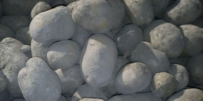 Sprzedam ziemniaki jadalne odmiany m.in. Queen Anna, Bernina, Noblesse,