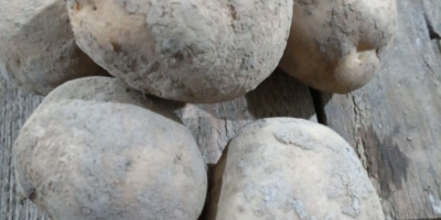 Sprzedam ziemniaki jadalne odmiany m.in. Queen Anna, Bernina, Noblesse,