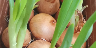 Oferuję szczypior uzyskiwany z cebuli w uprawie gazonowej. Długość