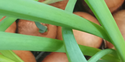 Oferuję szczypior uzyskiwany z cebuli w uprawie gazonowej. Długość