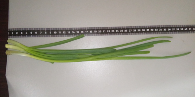 Oferuję szczypior uzyskiwany z cebuli w uprawie gazonowej. Długość