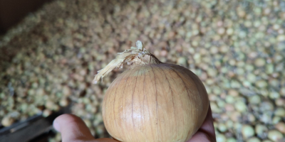 Sprzedam cebulę żółtą pakowana w worki 5-10kg Cena do