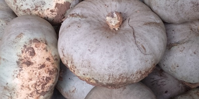 Sprzedam dynię hybrydową Crown Prince przeznaczoną do pieczenia.