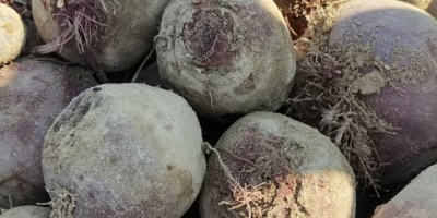 W sprzedaży buraczki czerwone eko z certyfikatem odmiany Monty.