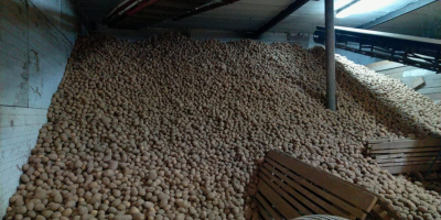 Sprzedam ziemniaki odmian Gala, Belana, Vineta. Ilości hurtowe i