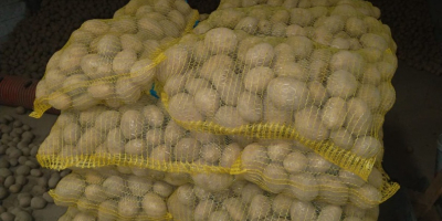 Sprzedam ziemniaki odmian Gala, Belana, Vineta. Ilości hurtowe i