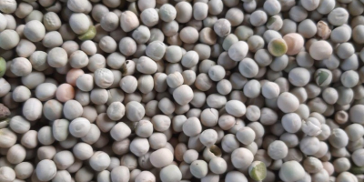 Groszek zielony na eksport | Sprzedaż groszku zielonego spożywczego