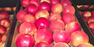 APPLE POINT sprzeda jabłka Jonaprince Idared Jonagored Champion Gala