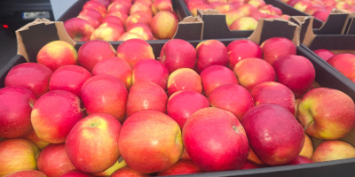 APPLE POINT sprzeda jabłka Jonaprince Idared Jonagored Champion Gala