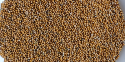 Witam. Posiadam do sprzedaży ok 8-9 ton gorczycy białej.