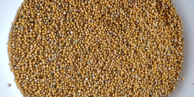 Witam. Posiadam do sprzedaży ok 8-9 ton gorczycy białej.