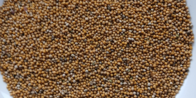 Witam. Posiadam do sprzedaży ok 8-9 ton gorczycy białej.